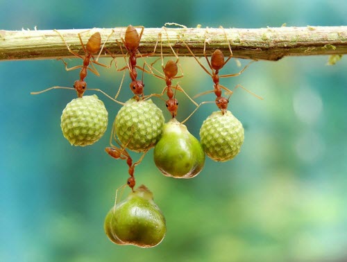 50 khoảnh khắc đẹp tuyệt vời của các loài động vật hoang dã