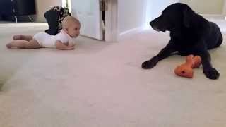 Cuộc gặp mặt lần đầu của baby và chú chó - Cái kết dễ thương kinh khủng