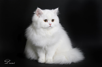 Hiện tại có một con mèo lông trắng đẹp lạ đang được rao bán trên trang mạng. Với sắc lạnh của mùa đông này, hình ảnh của chú mèo trắng sẽ càng làm bạn cảm thấy ấm lòng hơn bao giờ hết. Hãy nhấp vào để xem chi tiết về chú mèo lông trắng đẹp lạ này nhé!