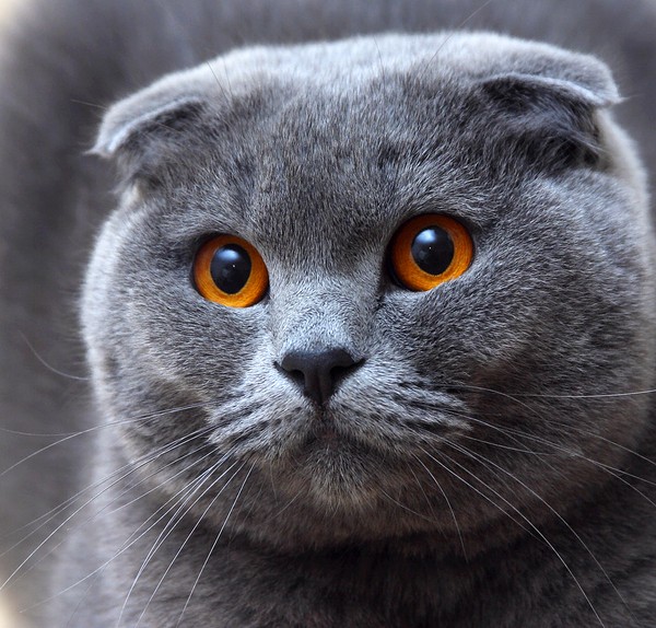 Tổng hợp siêu cute ảnh mèo xám cute với nhiều phong cách khác nhau