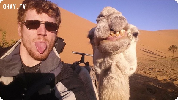 selfie cùng lạc đà