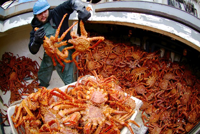 Theo chân ngư dân bắt cua hoàng đế khổng lồ ở Alaska