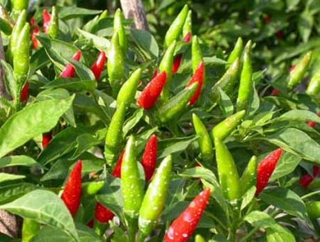 Chữa đau lưng cho dân văn phòng cực hữu hiệu nhờ quả ớt