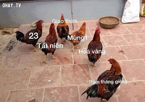 Cười nghiêng ngả với bộ ảnh hài hước về tết