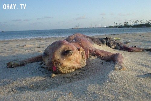 10 Sinh vật Huyền Bí Đáng Sợ Nhất Từng Bị Bắt Gặp