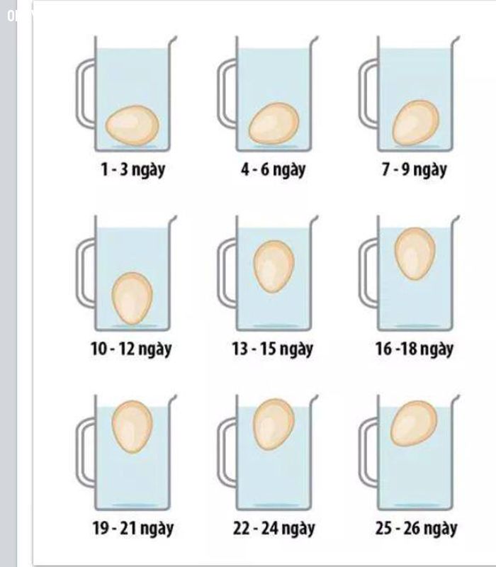 Thả trứng gà vào cốc nước để biết “độ tươi” của trứng.