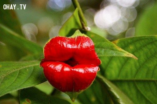 Khám phá 65+ hình bông hoa đẹp tuyệt vời nhất - Tin Học Vui