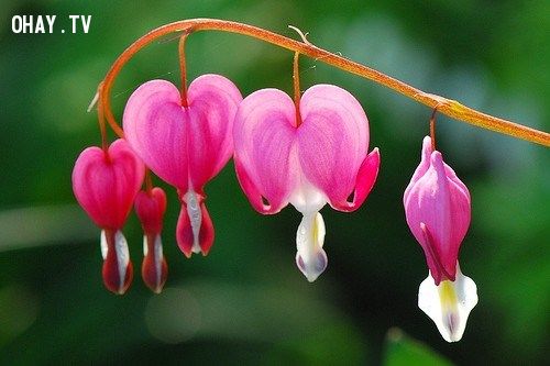 Vẻ đẹp và ý nghĩa các loài hoa đẹp nhất thế giới