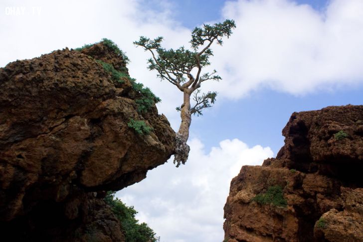socotra-dripping-frankincense-shown-here-with-frankincense-tree-rooted-on-the-cliffs-edge-ohay-tv-288.jpg