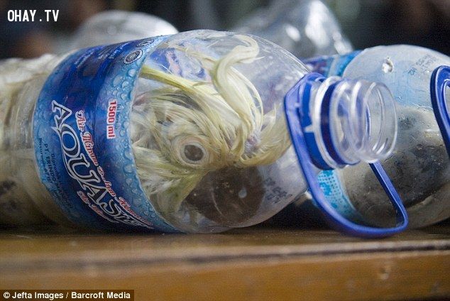 More than 24 critically endangered cockatoos were rescued by police after being found stuffed in water bottles for illegal trade