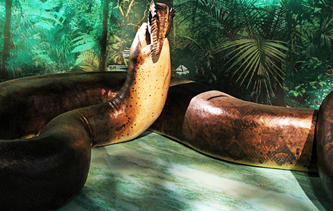 Trăn khổng lồ Titanoboa Con quái vật có thể nuốt chửng cả khủng long