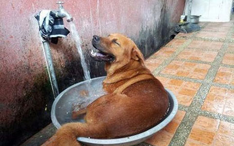 Thời tiết nóng bức thú cưng cũng phải tìm cách giải nhiệt