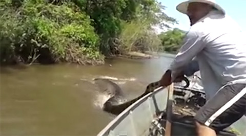 Bạn sẽ làm gì khi gặp một con rắn Anaconda đang ngủ?