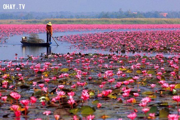 Ngẩn ngơ vẻ đẹp bình dị đất Việt - Miền Tây Nam Bộ - Hoàng Vi