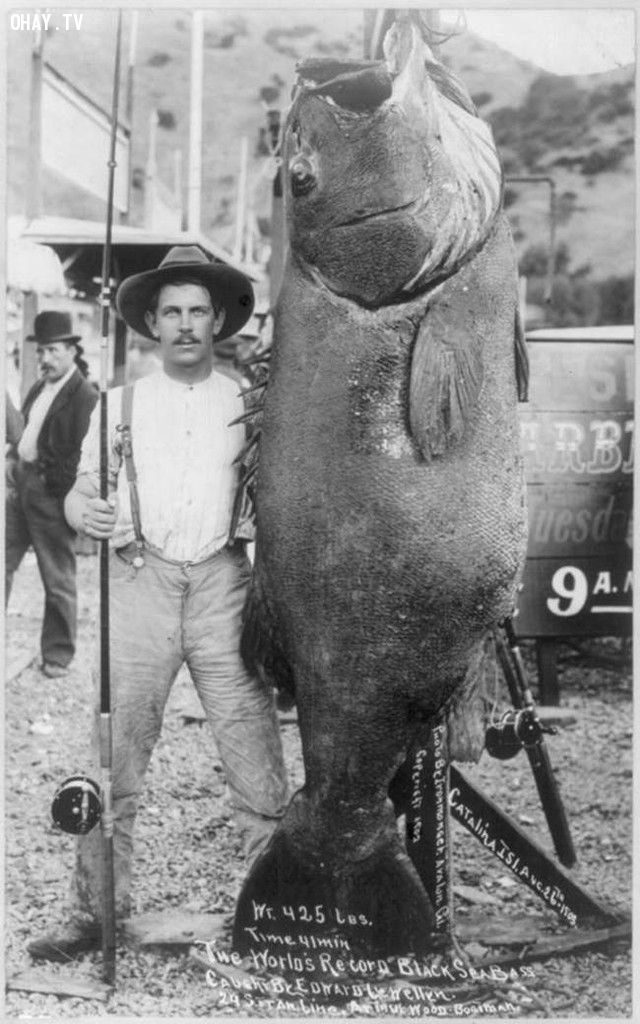 Một con cá vược đen có cân năng tới gần 200kg bị bắt bởi Edward Llewellen (năm 1903).