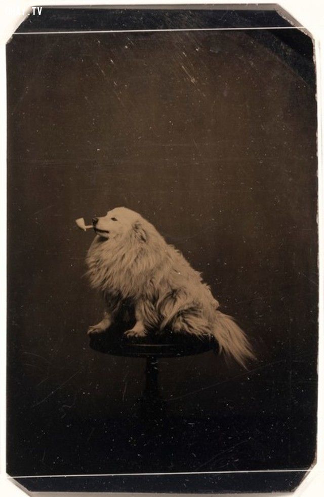 Bức chân dung một chú chó ngậm tẩu thuốc (năm 1875).