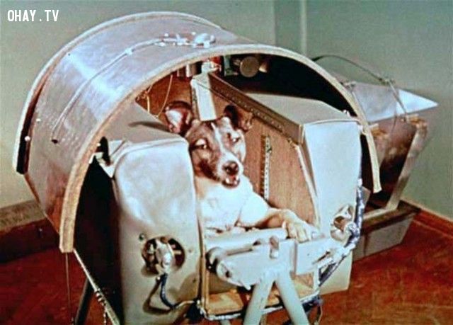 Laika, chú chó đầu tiên được đưa vào vũ trụ trong một cabin đặc biệt, tuy nhiên người ta không biết mục đích của việc đưa một chú chó lên vũ trụ là gì (năm 1957).