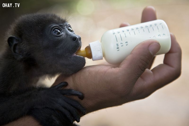 Một con khỉ rú đen 2 tháng tuổi tên là Gael được nuôi dưỡng tại Trung tâm Cứu hộ tại vườn thú quốc gia của Managua, Nicaragua. Các con khỉ sẽ được cứu thoát bởi thợ săn trước khi được đưa đến trung tâm