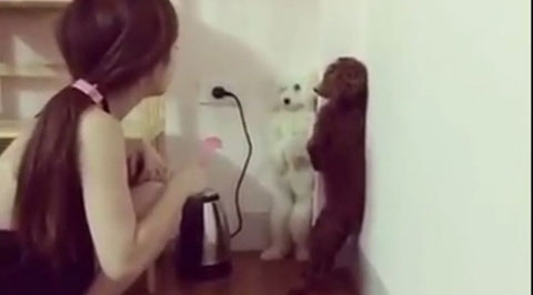 Video cô gái dạy chó hot nhất trong ngày