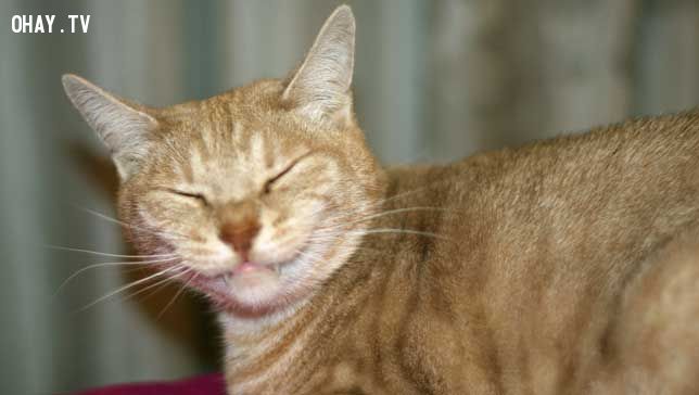 smiling cat