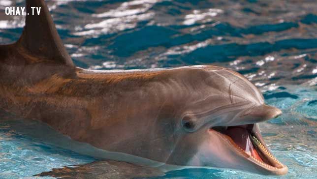 smiling dolphin
