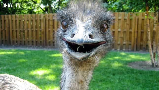 smiling emu