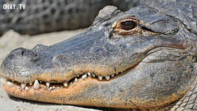 smiling alligator