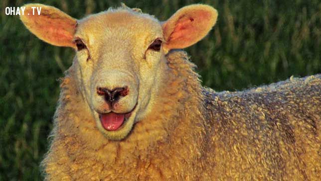 smiling sheep