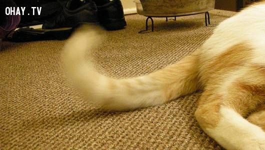 Cat whipping tail