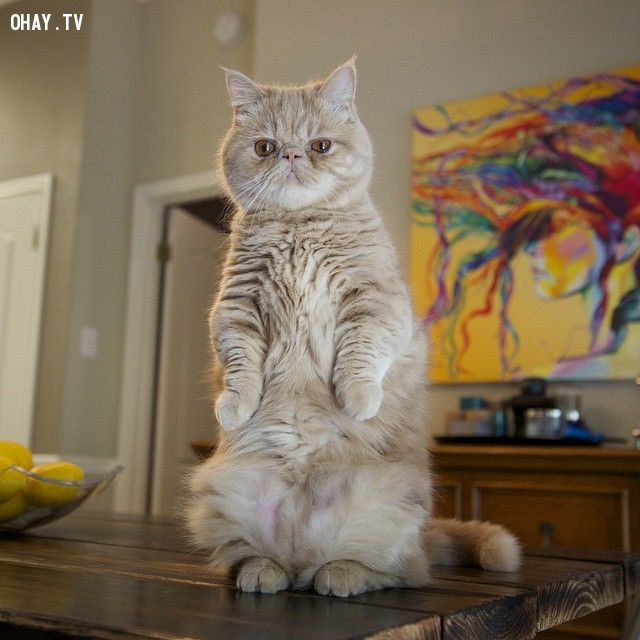 Mèo đứng hai chân là một trong những hình ảnh đầy đáng yêu và hài hước được nhiều người yêu thích trên mạng xã hội. Hãy xem những bức ảnh này để được giải trí và thư giãn sau ngày làm việc căng thẳng.
