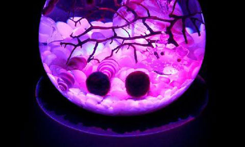Tìm hiểu về thú cưng marimo