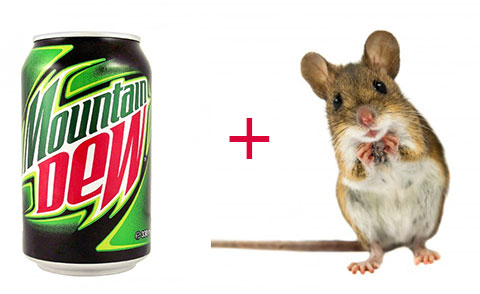 Điều gì xảy ra khi để một con chuột vào Mountain Dew trong 30 ngày?