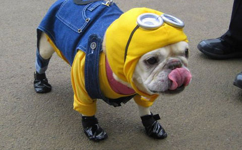 20 lần biệt đội siêu quậy Minion xâm chiếm thế giới