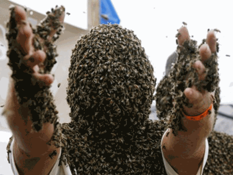Sẽ rất nguy hiểm nếu bạn bị ong tấn công thgeo bầy đàn