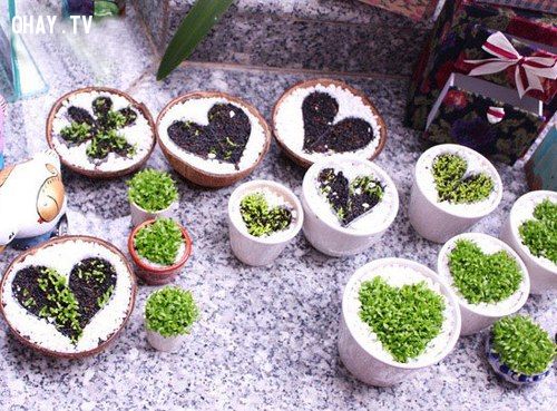 quà handmade, handmade, lãng mạn, tình cảm chân thành, phát sáng , món quà, cây trái tim, dễ trồng quà handmade, handmade, lãng mạn, tình cảm chân thành, phát sáng , món quà, cây trái tim, dễ trồng