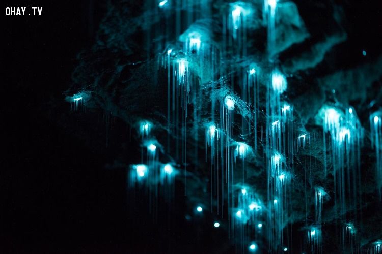 Những bức ảnh chụp một hang động động của New Zealand phát ra ánh sáng ngoạn mục Joseph Michael