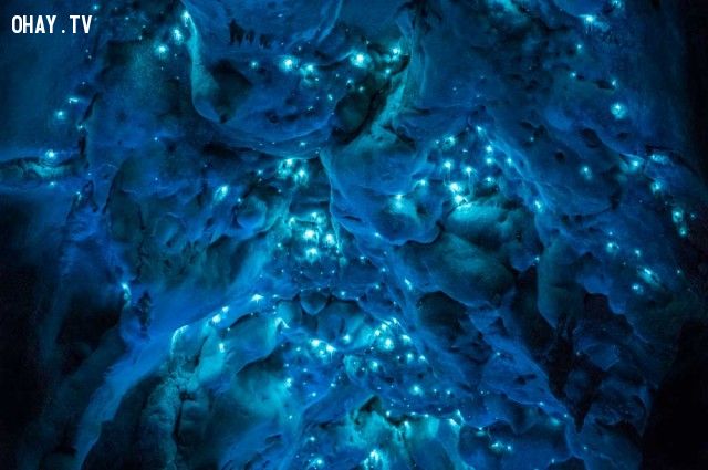 Những bức ảnh chụp một hang động động của New Zealand phát ra ánh sáng ngoạn mục Joseph Michael