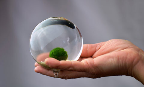 Cách nuôi Marimo - Hướng dẫn chăm sóc từ A-Z