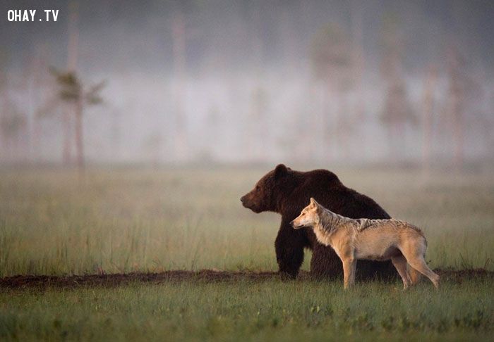 Câu chuyện về tình bạn đặc biệt giữa chó sói và gấu.