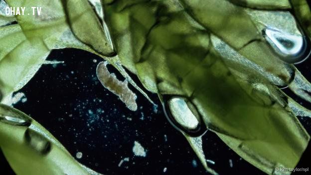 Tardigrada macrobiotus