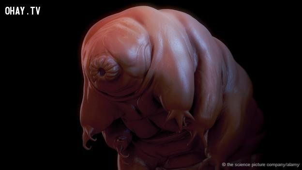 Computer-generated image of a tardigrade