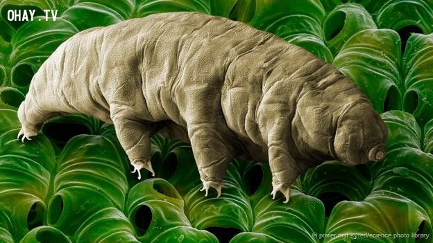 Not all tardigrades are amazing survivors