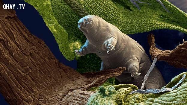 A tardigrade (Macrobiotus sapiens)