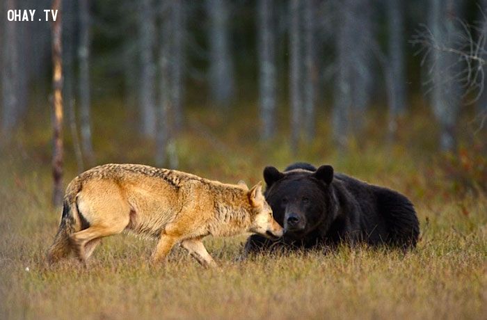 Câu chuyện về tình bạn đặc biệt giữa chó sói và gấu.