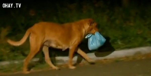 Vượt 6km chú chó thông minh xin thức ăn cho gia đình của mình