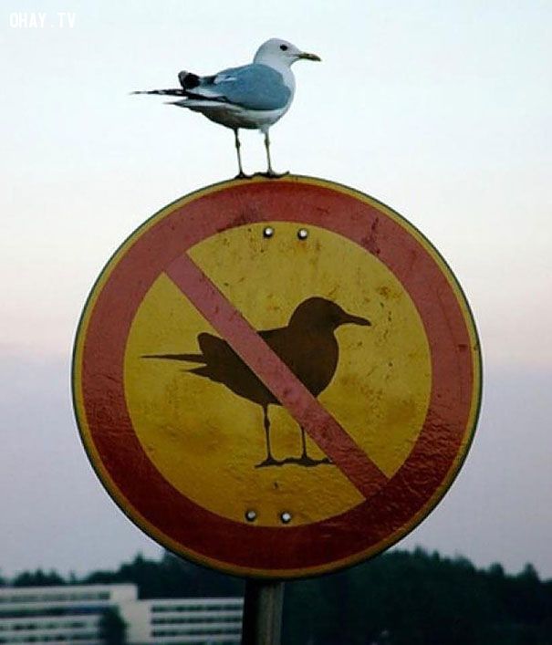 Cấm chim bay