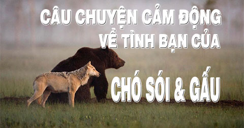 Câu chuyện về tình bạn đặc biệt giữa chó sói và gấu.