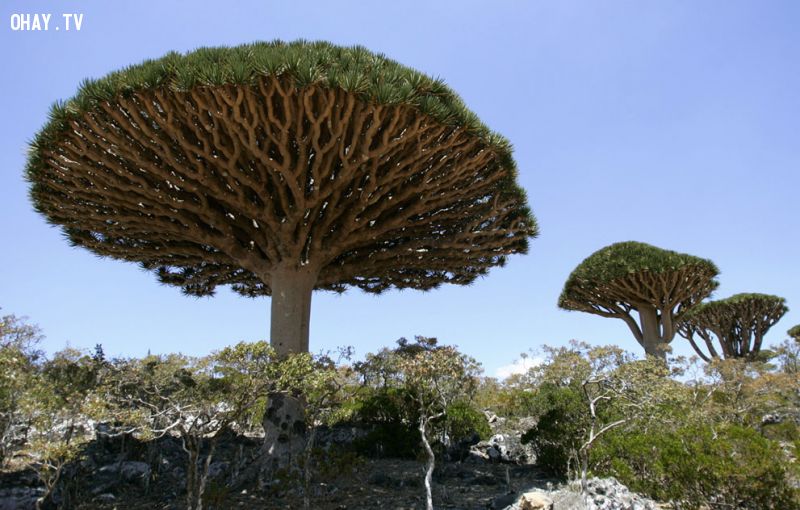  Đảo Socotra, Yemen