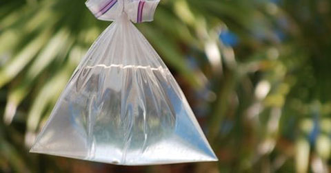 Mẹo đuổi ruồi, muỗi, gián, chuột