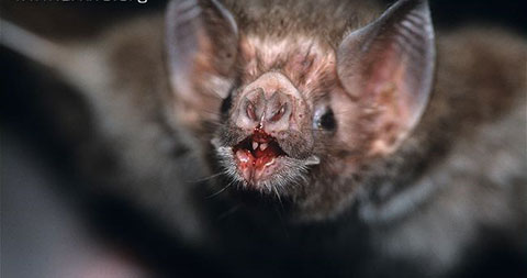 Bí ẩn về loài dơi quỷ hút máu Vampire